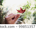Hand holding maple leaf outdoors 99851357