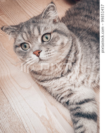 Cute young scottish cat close up 99851457