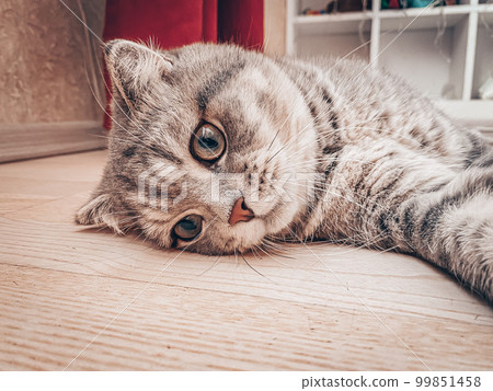 Cute young scottish cat close up Cute young scottish cat close up 99851458