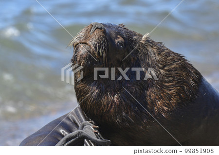 Male Sea Lion , Patagonia, Argentina 99851908