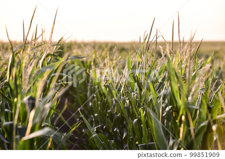 Cornfield in La Pampa Province, Argentina 99851909