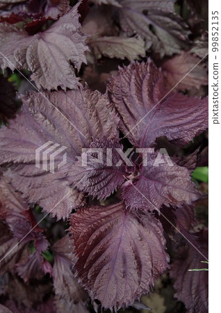 As an edible herb for detoxification, coloring, flavor, and medicinal properties of raw fish in early summer Shiso 3 As an edible herb for detoxification, coloring, flavor, and medicinal properties of raw fish in early summer Shiso 3 99852135