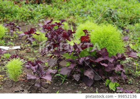 As an edible herb for detoxification, coloring, flavor, and medicinal properties of raw fish in early summer Shiso 4 99852136