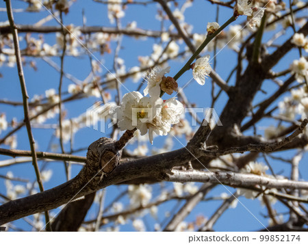 梅花 梅花 99852174