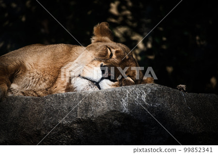 Lion's nap Lion's nap 99852341
