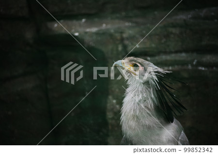 Profile of Hikui bird Profile of Hikui bird 99852342