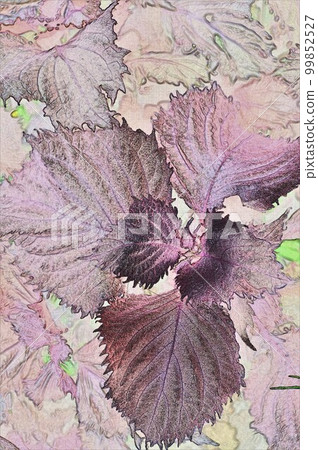 Perilla used for coloring, flavor, medicinal properties, poisoning detoxification, etc. Illustration 5 Perilla used for coloring, flavor, medicinal properties, poisoning detoxification, etc. Illustration 5 99852527