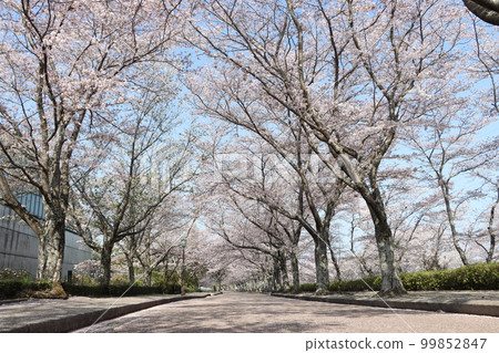 The endless rows of cherry blossom trees are sucked into the blue sky The endless rows of cherry blossom trees are sucked into the blue sky 99852847