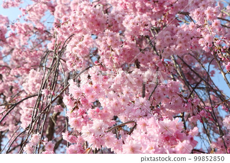If you look up, you'll see clouds of weeping cherry blossoms If you look up, you'll see clouds of weeping cherry blossoms 99852850