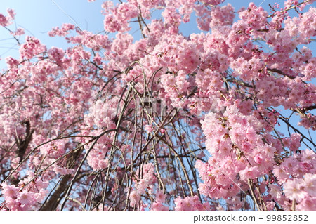 If you look up, weeping cherry blossom clouds - 5 99852852