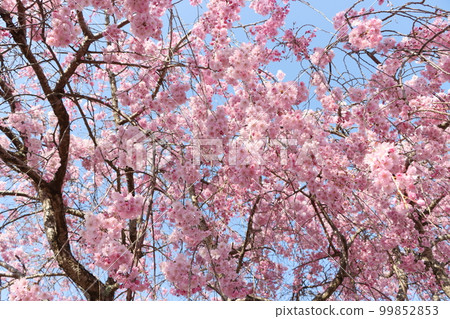 If you look up, clouds of weeping cherry blossoms - 6 If you look up, clouds of weeping cherry blossoms - 6 99852853