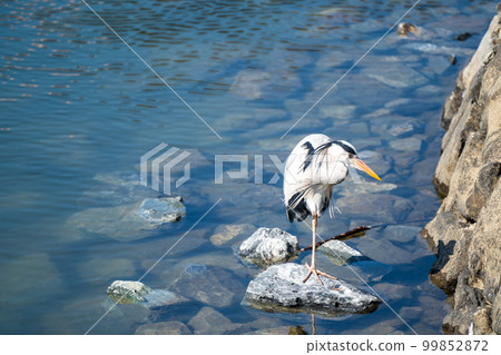 Gray heron on the riverside 99852872