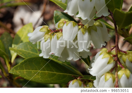 Amamiasebi 的白花(奄美 horsewood) 奄美大島的特有種 Amamiasebi 的白花(奄美 horsewood) 奄美大島的特有種 99853051