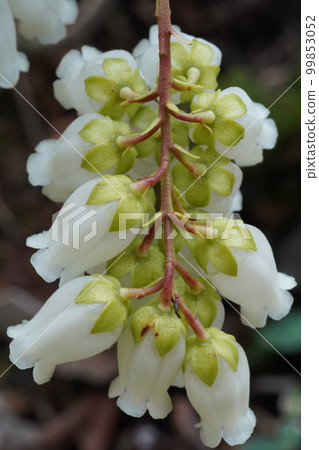 White flowers of Amamiasebi (Amami horsewood) Endemic species of Amami Oshima White flowers of Amamiasebi (Amami horsewood) Endemic species of Amami Oshima 99853052