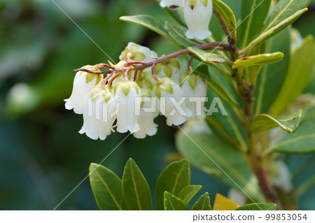 Amamiasebi 的白花(奄美 horsewood) 奄美大島的特有種 Amamiasebi 的白花(奄美 horsewood) 奄美大島的特有種 99853054
