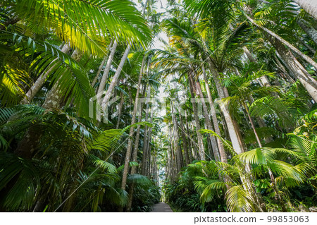 Yusura palm tree-lined street, Okinawa Prefecture Yusura palm tree-lined street, Okinawa Prefecture 99853063
