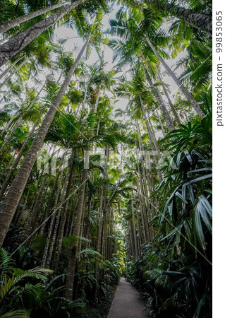 Yusura palm tree-lined street, Okinawa Prefecture Yusura palm tree-lined street, Okinawa Prefecture 99853065