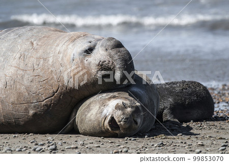 Elephant seal couple mating, Peninsula Valdes, Patagonia, Argentina 99853070
