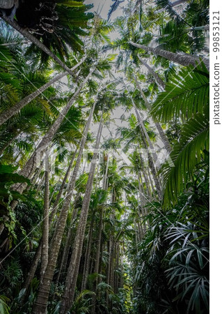 Yusura palm tree-lined street, Okinawa Prefecture Yusura palm tree-lined street, Okinawa Prefecture 99853121