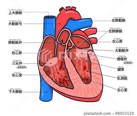 心臟解剖學（帶名字） 99853128