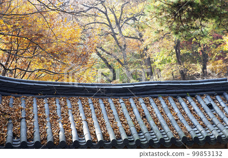 透過瓦屋頂看到的秋天森林 99853132