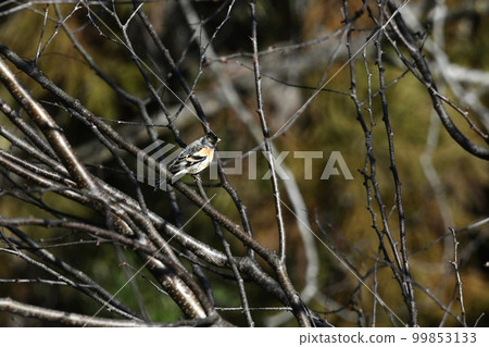 風景與冬季鳥巢 冬季鳥巢 99853133