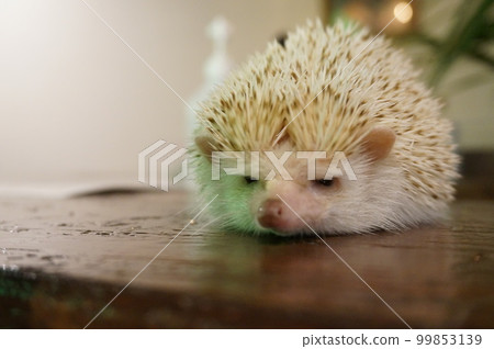 刺猬 刺猬 99853139
