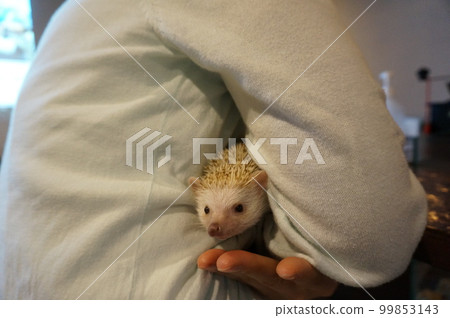 露出小臉的刺猬 99853143