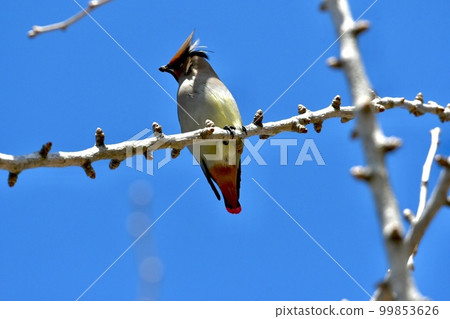 翅刺柏和藍天景觀 99853626