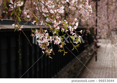 Kakunodate samurai residence black fence and weeping cherry tree 99853644