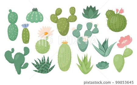 Mexico cactus plants, wild cacti collection. Bright nature decorative flowers and succulents, cute desert drawing elements, summer hand drawn houseplants. Vector cartoon flat illustration Mexico cactus plants, wild cacti collection. Bright nature decorative flowers and succulents, cute desert drawing elements, summer hand drawn houseplants. Vector cartoon flat illustration 99853645