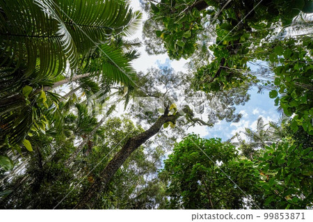 Plants in tropical regions, Okinawa Prefecture Plants in tropical regions, Okinawa Prefecture 99853871