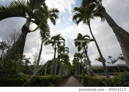 沖繩縣德倉並木 99854113