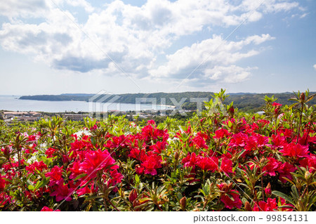 Azalea flowers and the sea 99854131