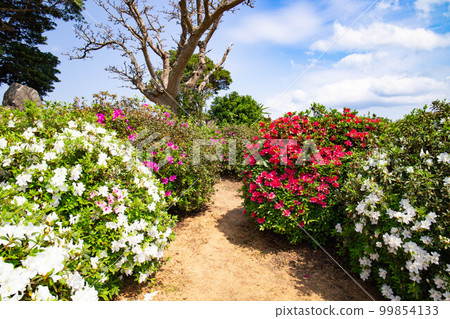 Azalea flower Azalea flower 99854133