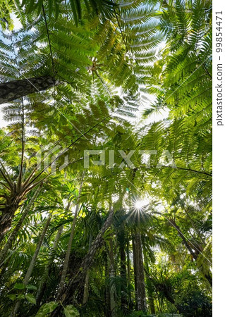 tropical forest in okinawa prefecture 99854471