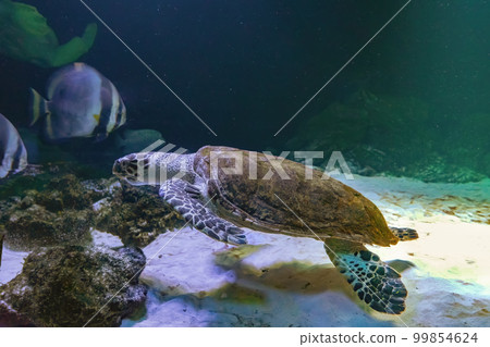 Green sea turtle Chelonia mydas swimming in aquarium blue water. Green sea turtle Chelonia mydas swimming in aquarium blue water. 99854624