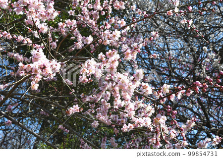 叼著梅花 99854731