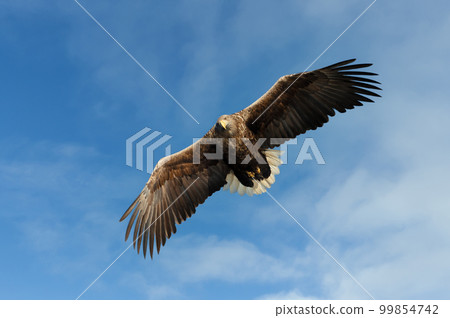 Close up of a White-tailed sea Eagle in flight Close up of a White-tailed sea Eagle in flight 99854742