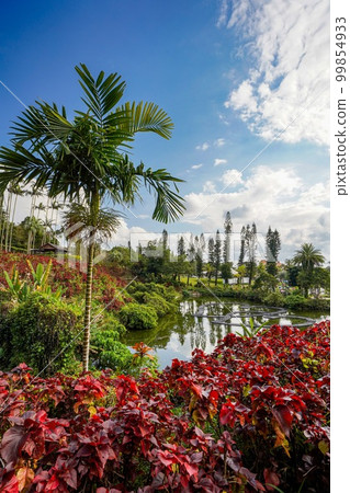 沖繩縣東南植物園水上樂園區一景 沖繩縣東南植物園水上樂園區一景 99854933
