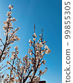 spring, blue sky and sakura 99855305
