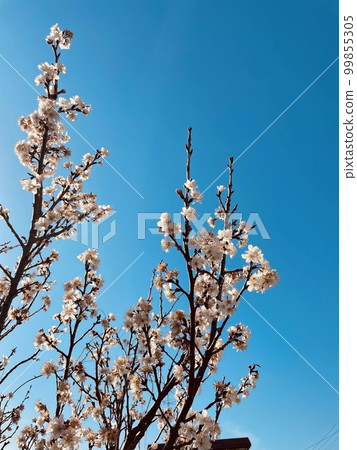 spring, blue sky and sakura 99855305