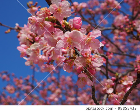 Kawazu Zakura Kawazu Zakura 99855432