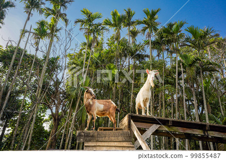 Okinawa Prefecture Yusura palm tree and goat Okinawa Prefecture Yusura palm tree and goat 99855487