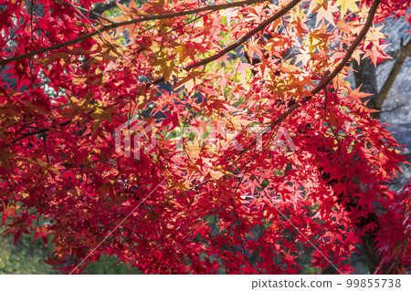 Shojo lakeside in autumn 99855738