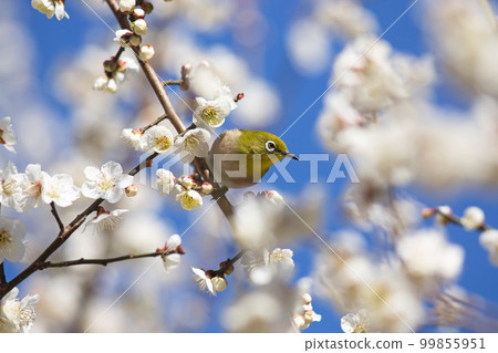 Meiro and plum 99855951