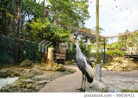 White-crowned crane White-crowned crane 99856411