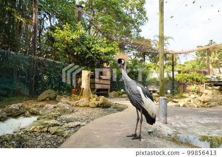 White-crowned crane 99856413