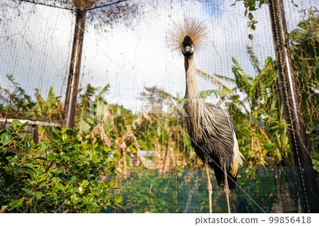 White-crowned crane 99856418