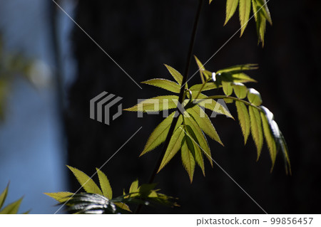 新鮮的綠色幼葉在初夏 99856457